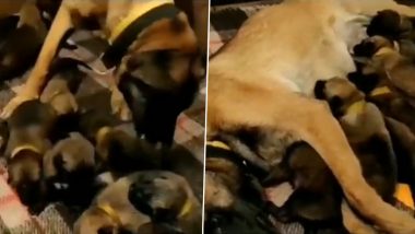 ITBP Warrior Dogs Julie, Oksana Give Birth to 13 Puppies in Panchkula, Watch Adorable Video