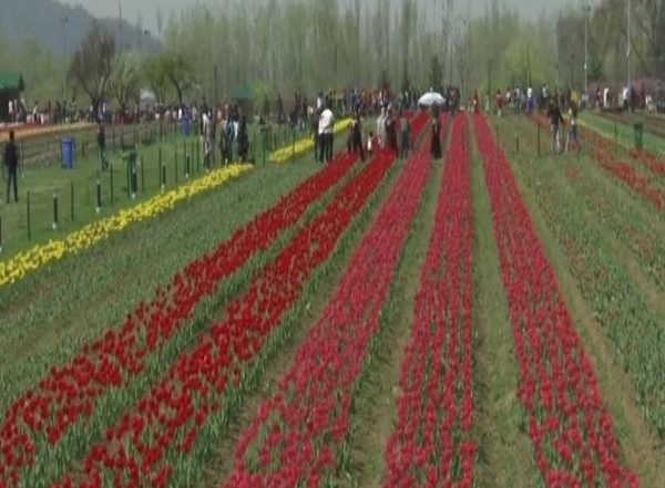 India News | Srinagar: Asia's Largest Tulip Garden Welcomes Thousands of Visitors on First Day