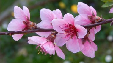 Peach Blossom Day 2022: Five Things To Know About the Beautiful March 3 Celebrations