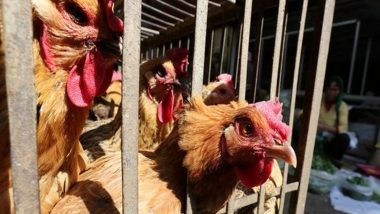 Namibia Suspends Poultry Imports From US After Bird Flu Outbreak