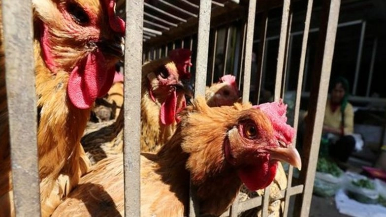 8,500 Chicken Charred to Death Due to Fire at Poultry Farm in Annur