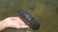 Tamil Nadu Police Seize 1080 Kg of Sea Cucumber Worth Crores in International Market From Nagapattinam