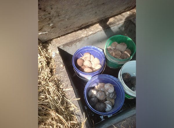 West Bengal: 40 Crude Bombs Recovered from Birbhum's Rampurhat