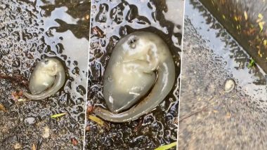 Watch: Strange 'Alien-Like' Creature Spotted In Sydney Streets After Heavy Rainfall, Biologists Left Puzzled!