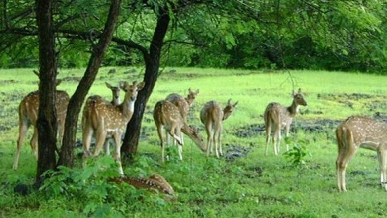 Parliamentary Panel Suggests Advisory Body For Addressing Human-Animal Conflict