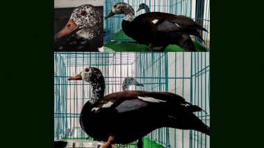 Two White Winged Wood Ducks, Rare Endangered Birds Species Imported to Assam State Zoo From Czech Republic