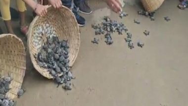 Visakhapatnam: 1000 Olive Ridley Hatchlings Released Into Sea at RK Beach