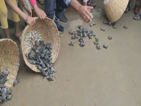 Visakhapatnam: 1000 Olive Ridley Hatchlings Released Into Sea at RK Beach