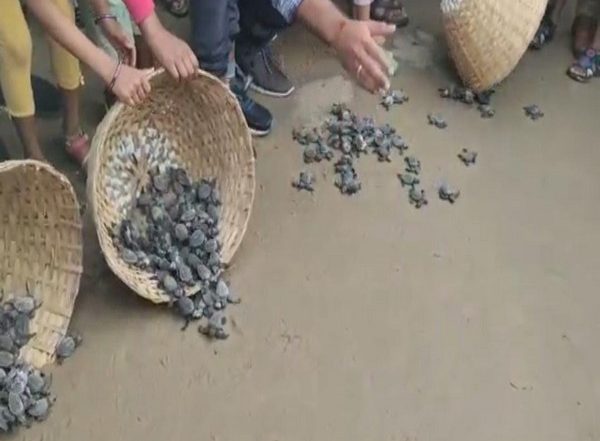 Visakhapatnam: 1000 Olive Ridley Hatchlings Released Into Sea at RK Beach