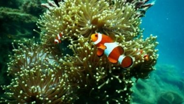 Science News | Corals Can Be 'trained' to Tolerate Heat Stress: Study