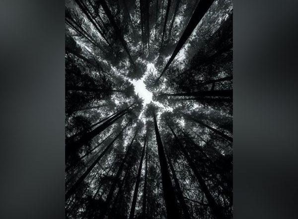 Science News | Study: In Coming Years Forest Loss Might Become Major Problem
