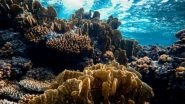 Science News | Study Finds Corals Can Be 'trained' to Tolerate Heat Stress