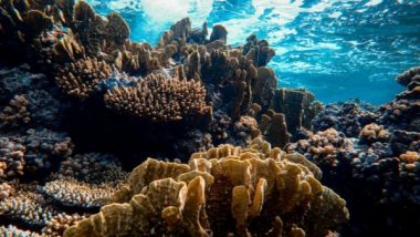 Science News | Study Finds Corals Can Be 'trained' to Tolerate Heat Stress