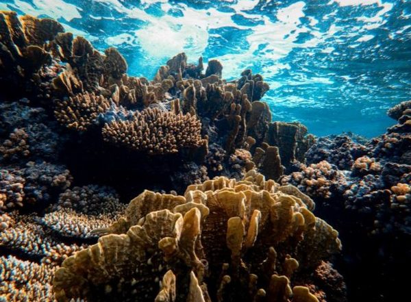 Science News | Study Finds Corals Can Be 'trained' to Tolerate Heat Stress
