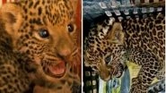 India News | Nanital:  Forest Officials Rescue Two Leopard Cubs