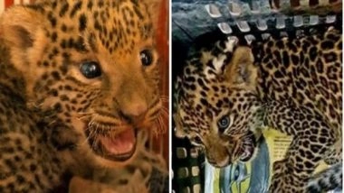 India News | Nanital:  Forest Officials Rescue Two Leopard Cubs