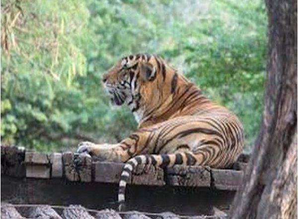 Holi 2022: Madhya Pradesh’s Bandhavgarh National Park To Be Closed for Tourists Tomorrow