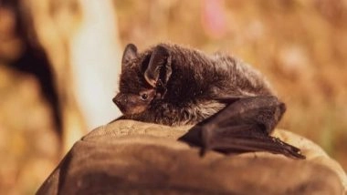 Science News | Bats Host Most Virulent, but Not Most Dangerous Zoonotic Viruses: Study