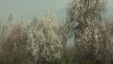India News | Almond Blossoms Attract Tourists in Srinagar's Badam Vaer Garden