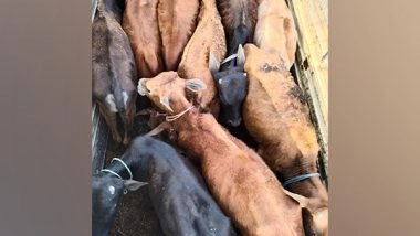 India News | Assam: BSF Rescues 23 Cattle Meant for Smuggling to Bangladesh