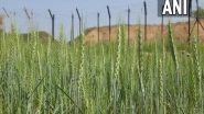 India News | Farmers Grow Wheat in Zero Line on International Border with Help from BSF, J-K Govt