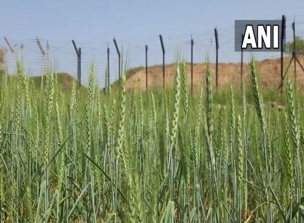 India News | Farmers Grow Wheat in Zero Line on International Border with Help from BSF, J-K Govt