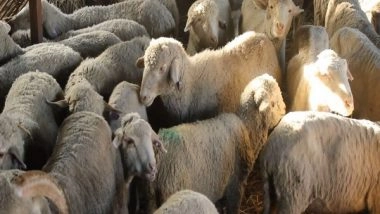 India News | J-K: Department of Sheep Husbandry Distributes Free Sheep Units to Unemployed Youth in Anantnag