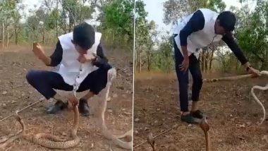 Karnataka Man Tries To Play With 3 Huge Cobras And The Stunt Ends Terribly Wrong! Watch Spine-Chilling Video