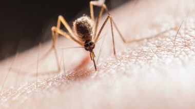 Study Finds How Mosquitoes Ignore Insect Repellents
