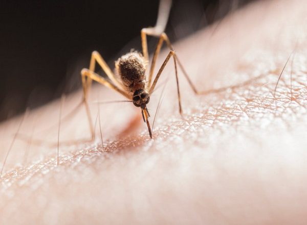 Study Finds How Mosquitoes Ignore Insect Repellents