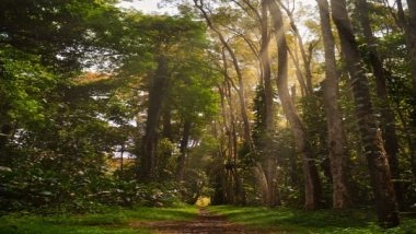 Science News | Regrown Tropical Forests May Have Short Lifespans, Reveals Study
