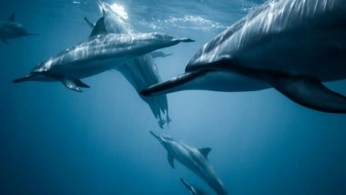 Science News | Study Finds Small Water Samples Can Find Really Big Animals