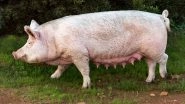 Rajasthan Govt Issues Circular Against Confining Mother Pigs Over Appeal From PETA