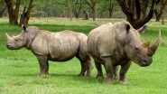 Gorakhpur: Shaheed Ashfaqullah Khan Zoo To Get 2 Rhinos From Assam