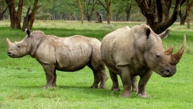 Gorakhpur: Shaheed Ashfaqullah Khan Zoo To Get 2 Rhinos From Assam
