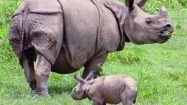 India News | Rhino Census Begins at Assam's Kaziranga National Park