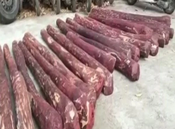 India News | Andhra Police Seizes 30 Red Sandal Logs in Chittoor