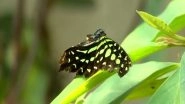 India News | Pune Professor Creates Butterfly Garden on Terrace to Study Pollination Behaviour