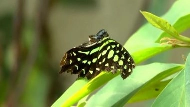 India News | Pune Professor Creates Butterfly Garden on Terrace to Study Pollination Behaviour