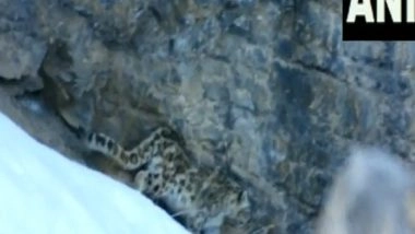 India News | Snow Leopard Seen by ITBP Troops Near Kaza, Spiti Valley in Himachal Pradesh