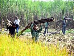 India News | UP Polls: Sugarcane Farmers of Kushinagar Demand Subsidised Diesel, Loan to Buy Seeds