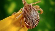 Health News | Tick Saliva Drug Can Ease Chronic Pain, Itching in People: Study