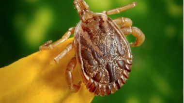 Health News | Tick Saliva Drug Can Ease Chronic Pain, Itching in People: Study