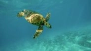 Science News | Study Finds That Turtles Experience Temporary Hearing Loss Due to Human Activities