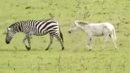 Watch: Rare Albino Zebra, Ndasiata Covered in White Fur With No Black Stripes Spotted At Serengeti National Park in Tanzania
