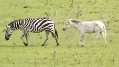 Watch: Rare Albino Zebra, Ndasiata Covered in White Fur With No Black Stripes Spotted At Serengeti National Park in Tanzania