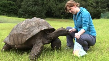 Jonathan The Turtle Turns 190, Becomes World's Oldest Living Animal On Earth! (Watch Video)