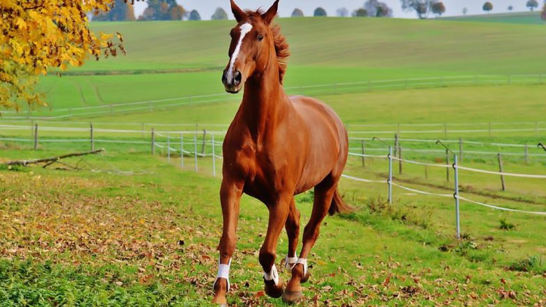 Punjab Man Duped of Rs 22.65 Lakh After He Bought Black Horse That Turned Brown on Being Washed