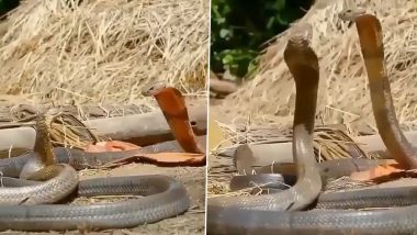 Snake Video Goes Viral: Two Serpents Dancing in Unison or Fighting?