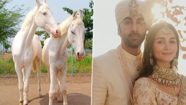 Ranbir Kapoor-Alia Bhatt Wedding: Animal Welfare NGO Names Pair of Rescued Stallion and Mare After the Newlywed Couple